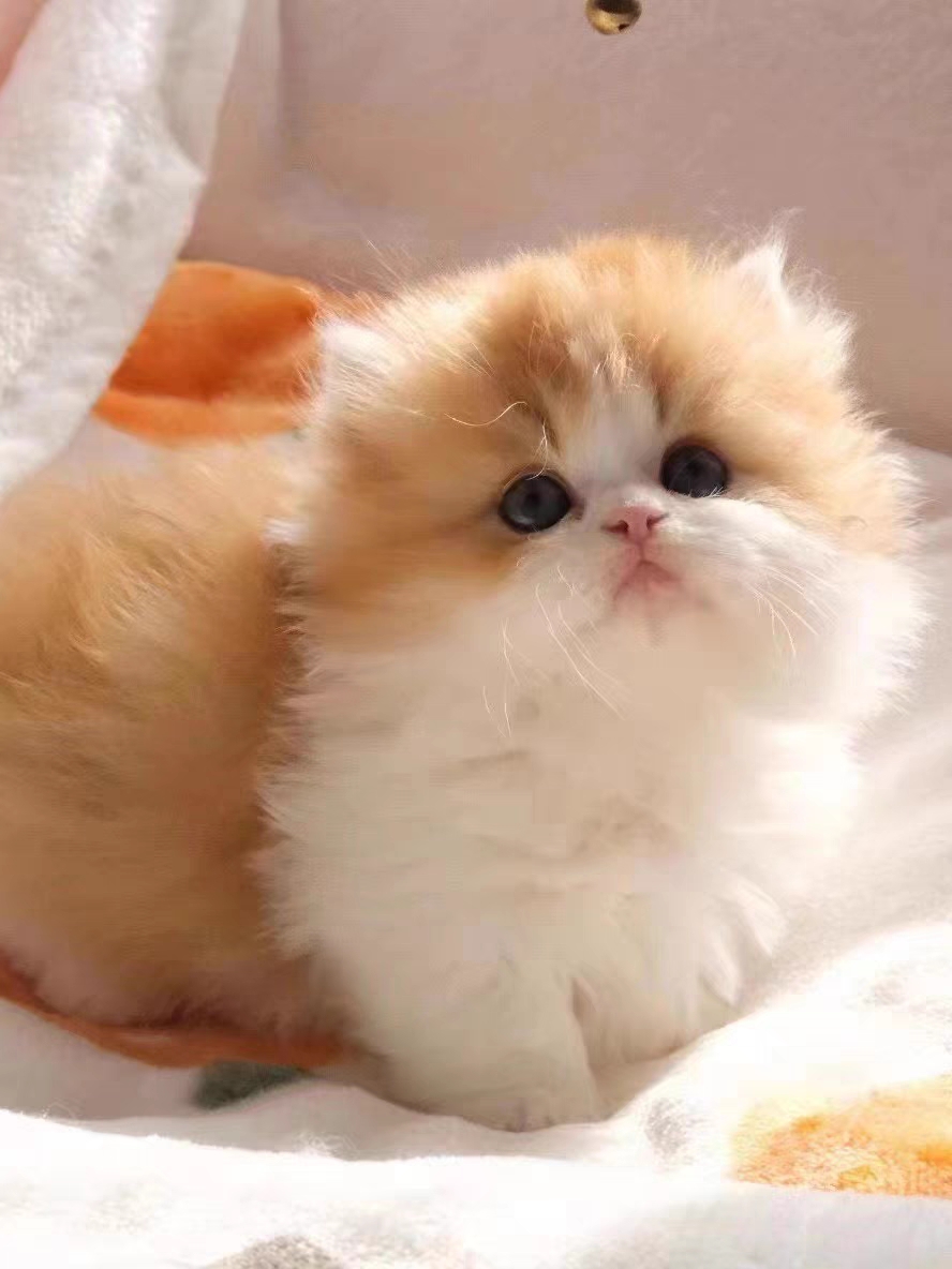 猫舍直销,批发价出售,米努特矮脚猫